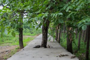 tree through sidewalk